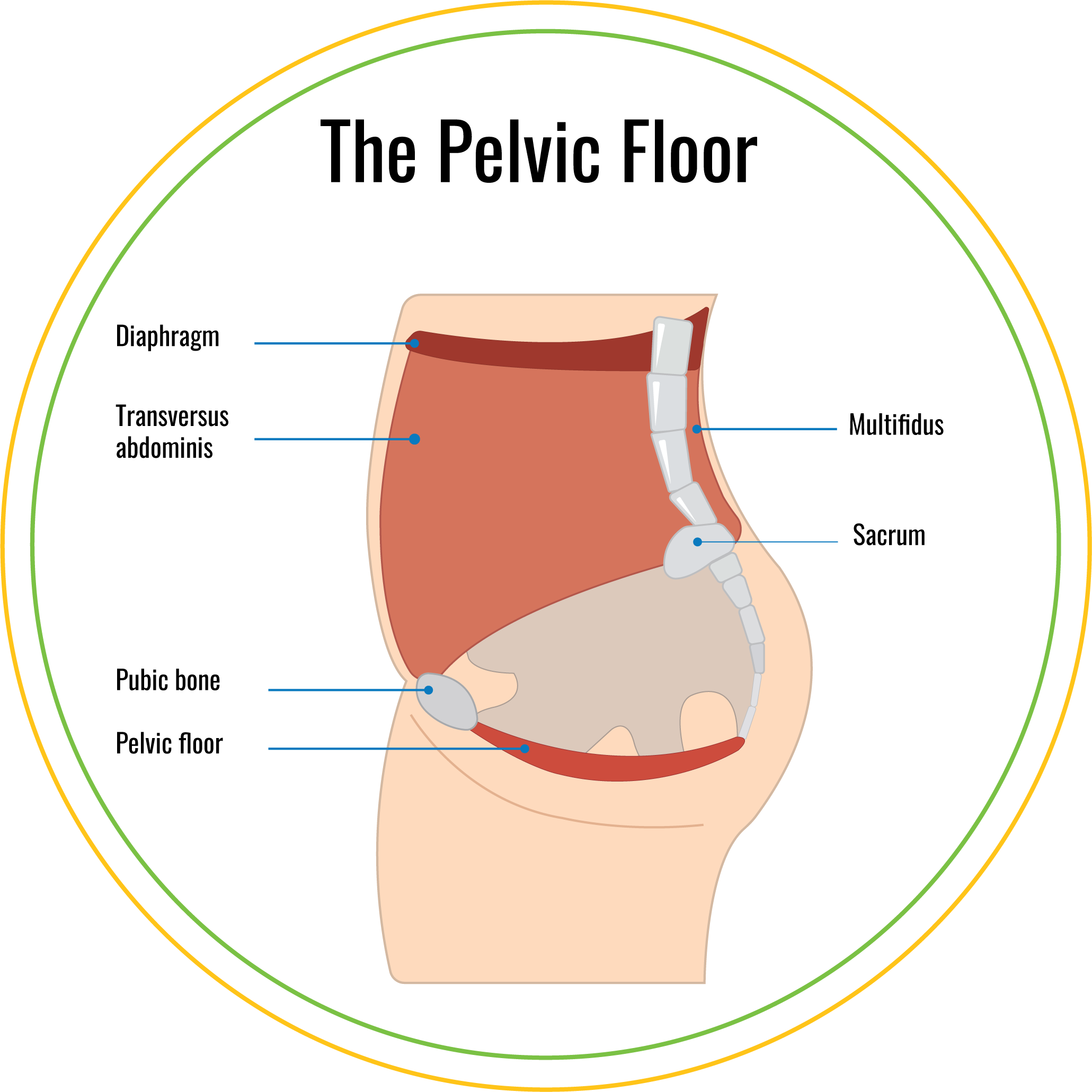 Pelvic Floor Meaning In Gujarati